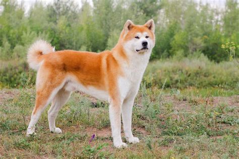 Fyzické charakteristiky Akita Inu