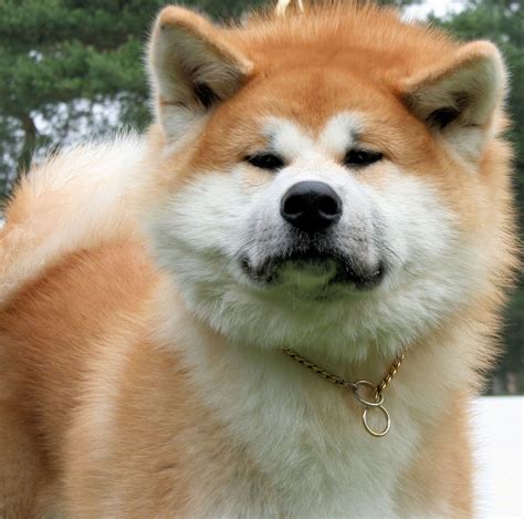 Akita Inu v rodinnom prostredí