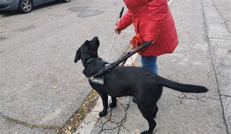 Pes pri práci na stope