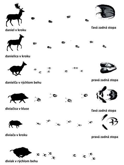 Ilustrácia stopy diviaka