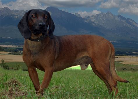 Ilustrácia psov plemien Slovenský kopov a Bavorský farbiar