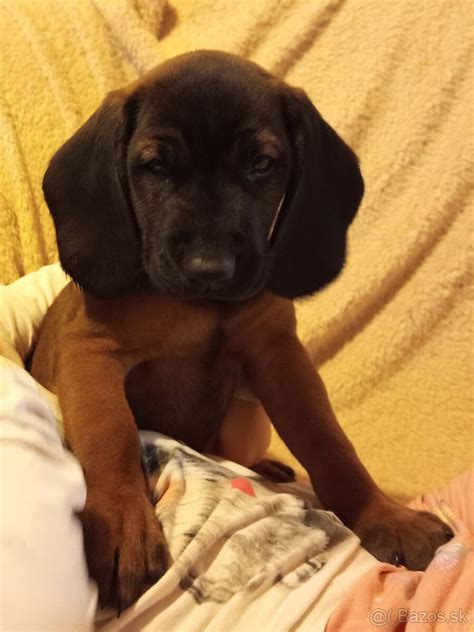 Šteniatko Bavorského farbiara