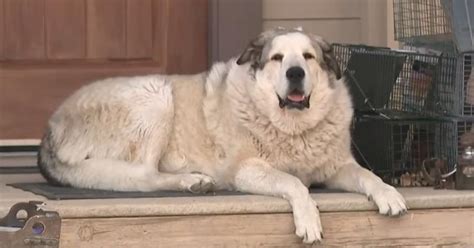 Pes v pozdravnom ťahu