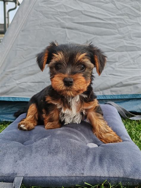 Yorkshirsky terier pri cesani