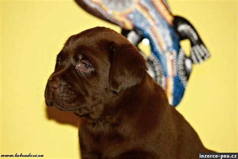 Šteňa labradorského retrívera pri hre