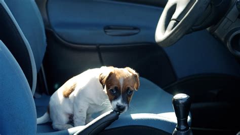 Ilustračné foto psa v rozpálenom aute