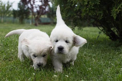 Šteniatka labradorského retrievera hrajúce sa v tráve