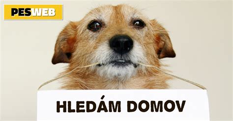 Pes s nasadeným náhubkom