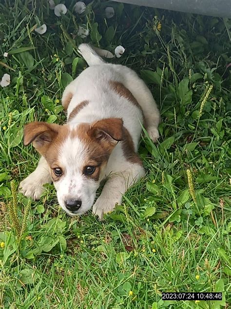 Šteniatko stretáva nových ľudí