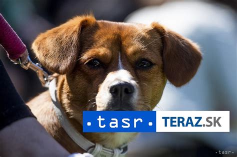 Ilustračná fotografia darovania psa