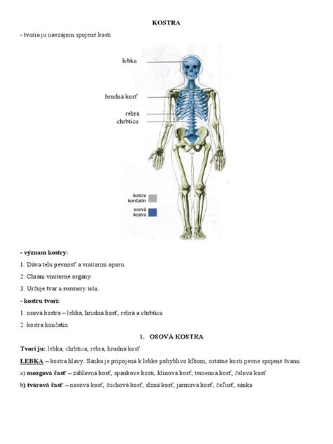Schematické znázornenie príbuznosti človeka s inými rasami