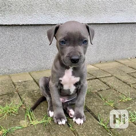 Portrét modrého amerického staforda