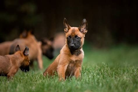 Belgický ovčiak Malinois ako šteniatko