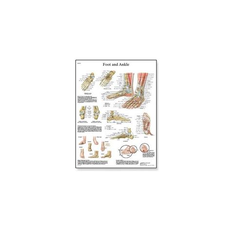 Anatomická stavba ľudskej nohy s vyznačenými klenbami