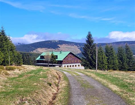 Bizonie stádo na pláni