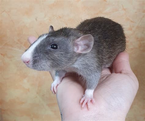 Potkan hrajúci sa s hračkami v klietke