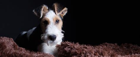 História foxteriéra