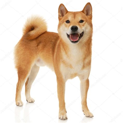 Roztomilý pes Shiba Inu