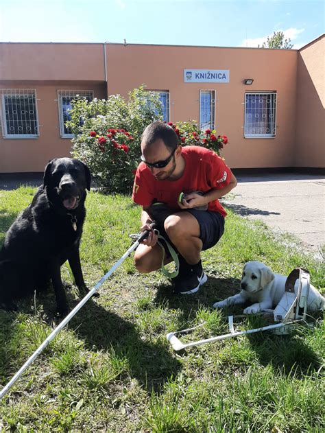 Ilustrácia asistenčného psa