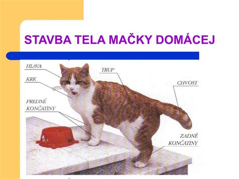 Štruktúra tela mačky Manx