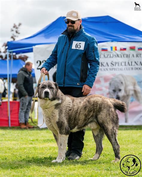 Ocenenie psa na výstave