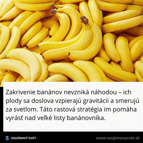 Výživové hodnoty banánu