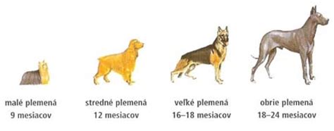 Šteniatko psa a jeho rast