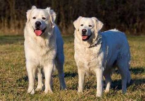 Slovenské národné plemená psov