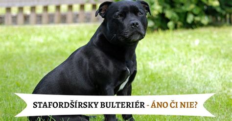 Rôzne farebné varianty stafordšírskeho bulteriéra