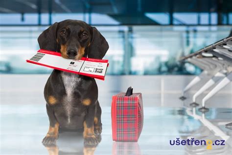 Pes v strese s viditeľnými znakmi napätia