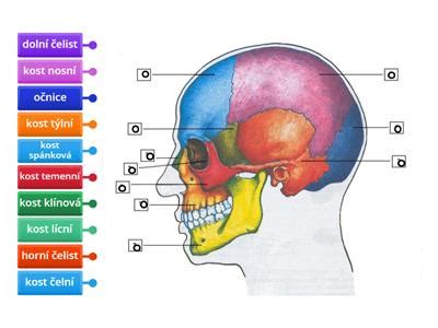 Štruktúra lebky psa
