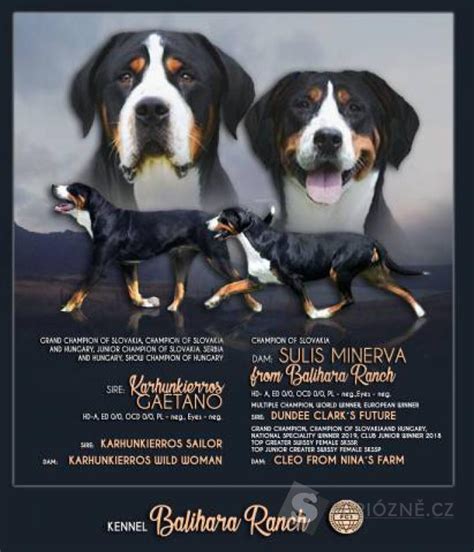 Rodostrom veľkého švajčiarskeho salašníckeho psa