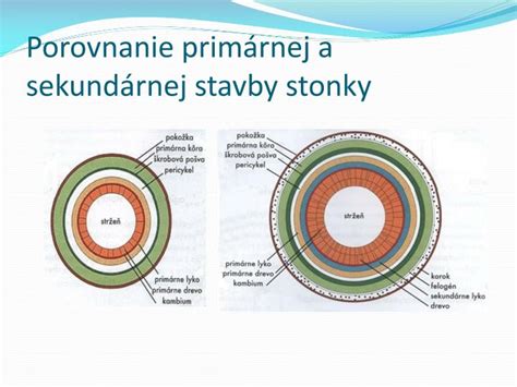 Porovnanie stavby tela duričov