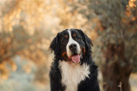 Rodina s bernským salašnickým psem