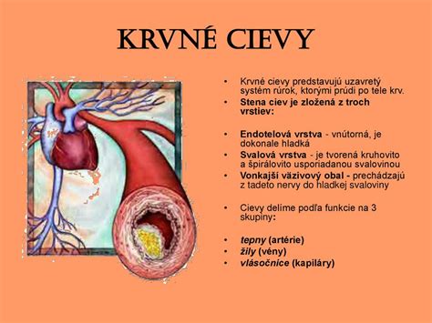 Anatomické umiestnenie stehennej tepny u psa