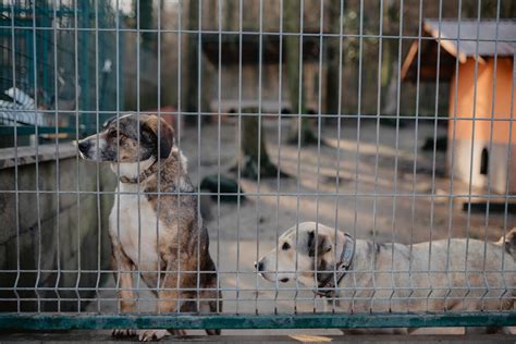 Schéma usporiadania kotercov pre psov a mačiek v útulku