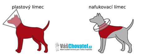 pes s ochranným golierom