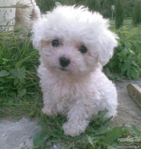 Bišónik s typickou kučeravou srsťou