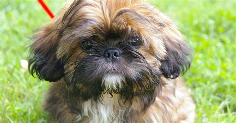 Shih Tzu s dlhou hodvábnou srsťou