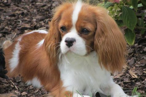 Kavalier King Charles španiel