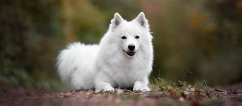 Rôzne typy špicov: nemecký špic, samojed, aljašský malamut