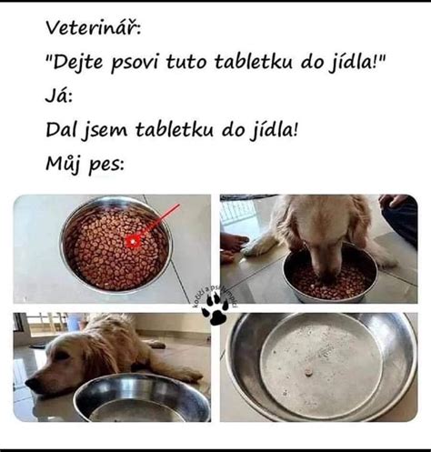 Pes dostáva tabletku do papule