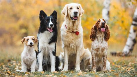 Šteniatka rôznych plemien psov