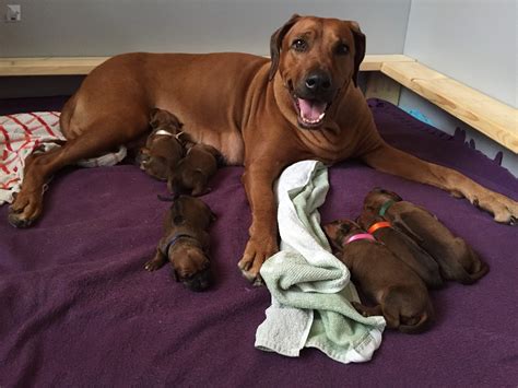 Rodézsky ridžbek v africkej savane