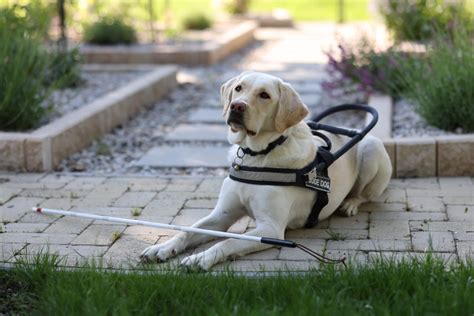 Pes ako vodiaci sprievodca