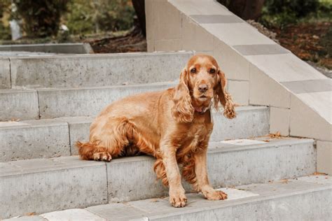 Pes s problémami s pohybom zadných končatín