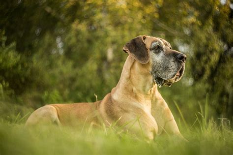 História nemeckej dogy na starovekých artefaktoch