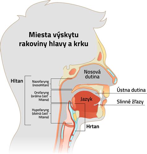 Štruktúra hlavy a krku nemeckej dogy