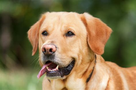 Ilustračná fotografia psa plemena Labradorský retriever