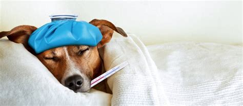 Príznaky prechladnutia u psa